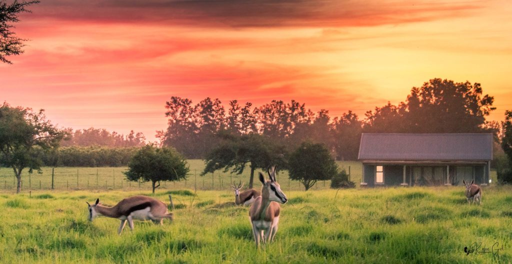 Addo Blog - Addo Accommodation + Wildlife Centre + Restaurant + Private Game Reserve